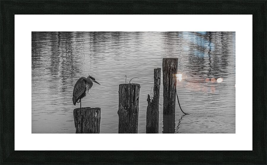 FS250409 HERON Picture Frame print