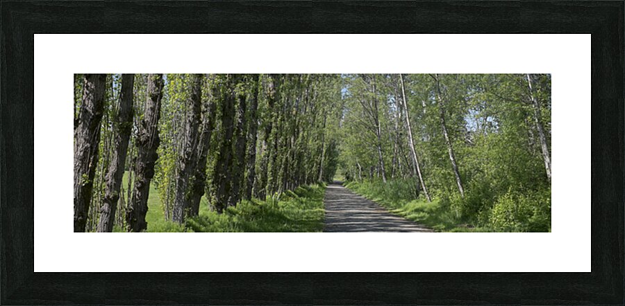 FS250522 TRAILS Picture Frame print