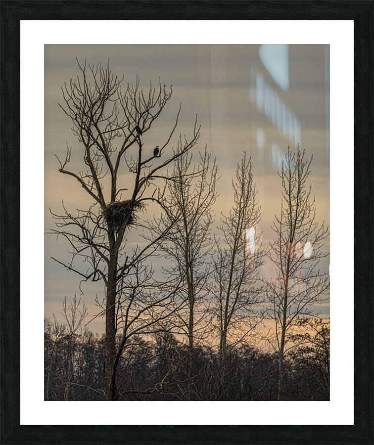FS250307 EAGLE NEST Picture Frame print