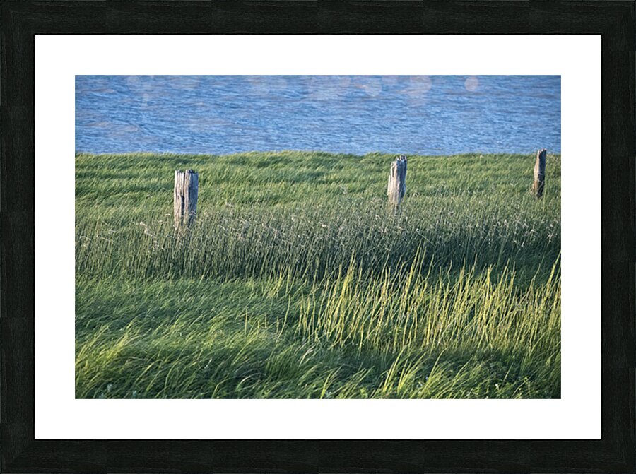 FS250607 GRASSES Picture Frame print