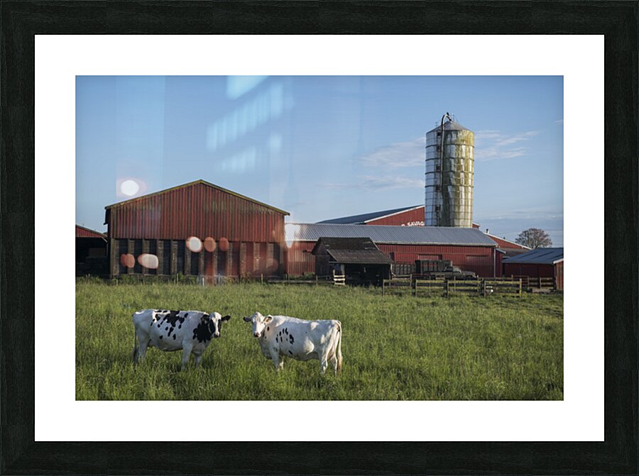 FS250528 COWS Picture Frame print