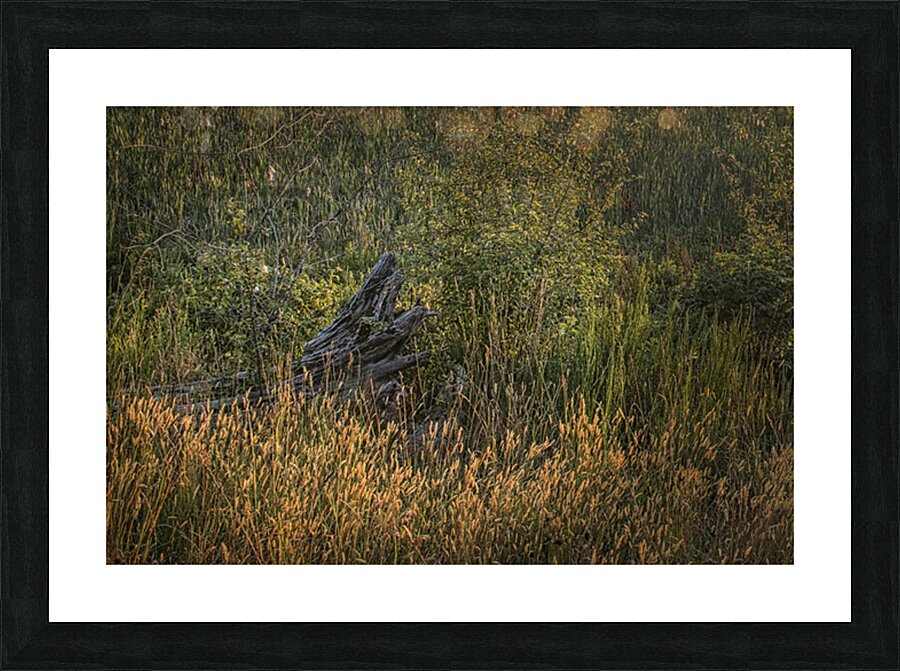 FS250618 DRIFTWOOD Picture Frame print