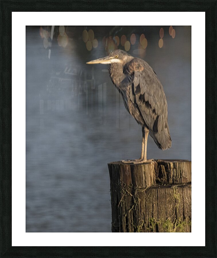 FS250704 HERON Picture Frame print