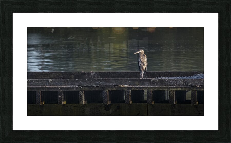 FS250707 heron Picture Frame print