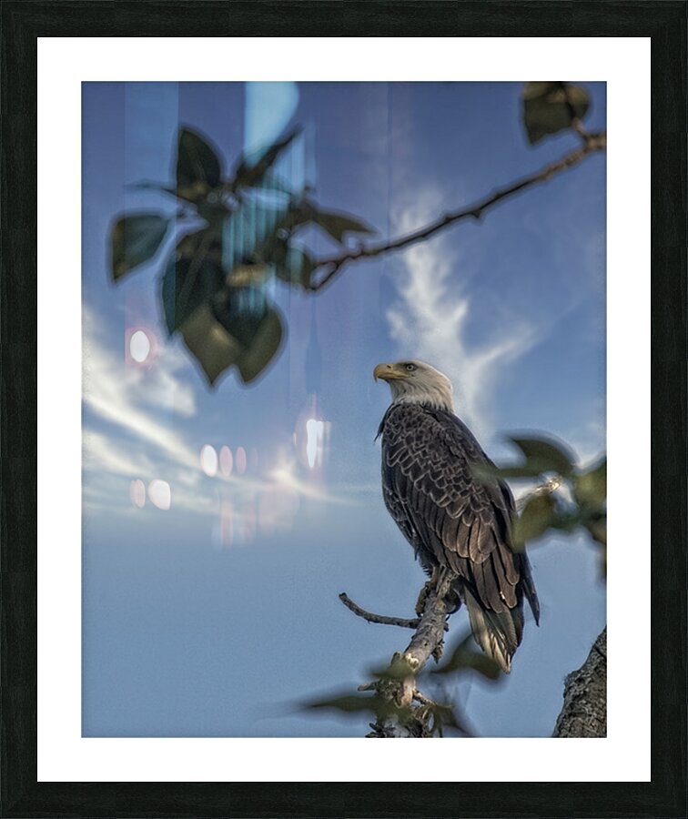 FS250707 EAGLE RESTING ON TREE Picture Frame print