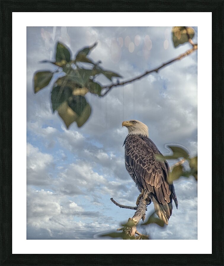 FS250707H2 EAGLE ALONE Picture Frame print