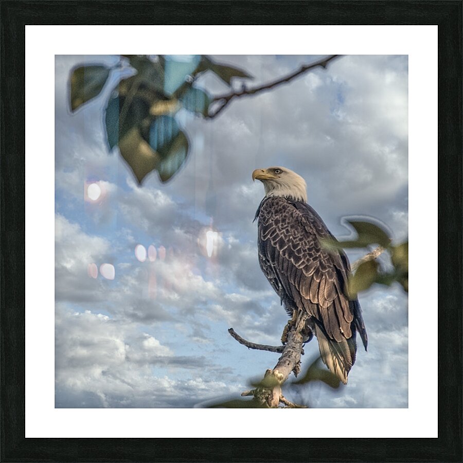 FS250707S EAGLE ALONE Picture Frame print
