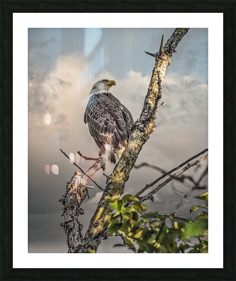FS250707 29 EAGLE Picture Frame print