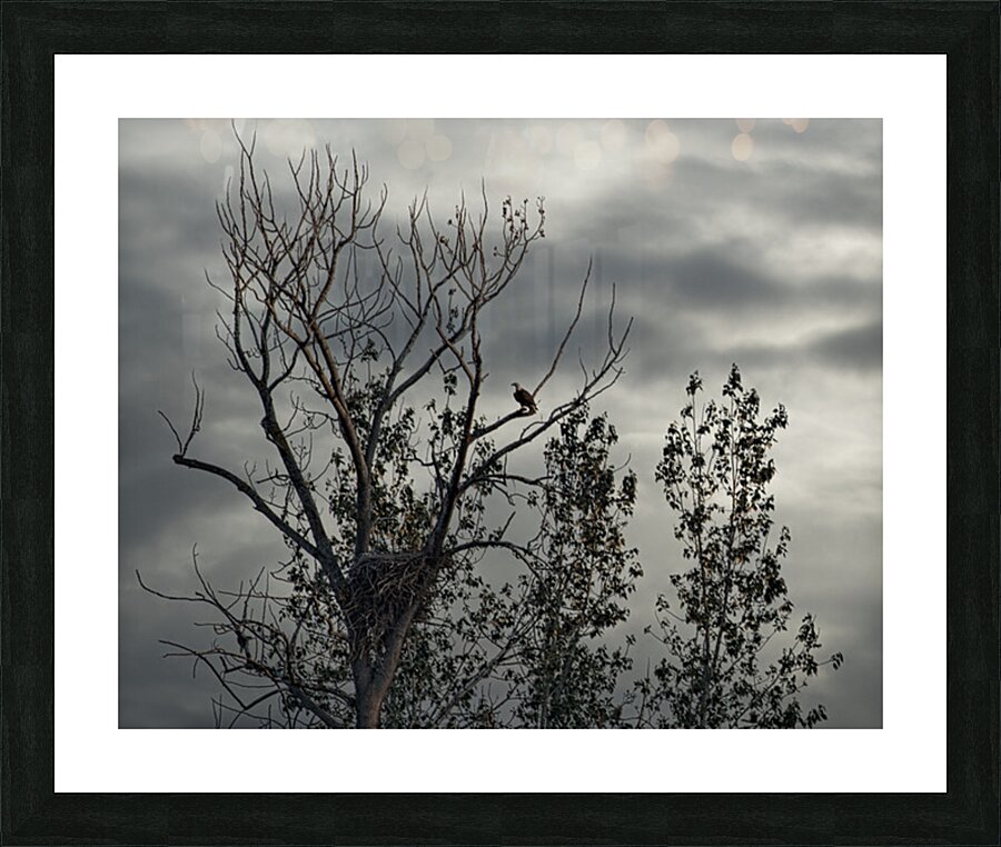 FS250719 EAGLE NEST Picture Frame print