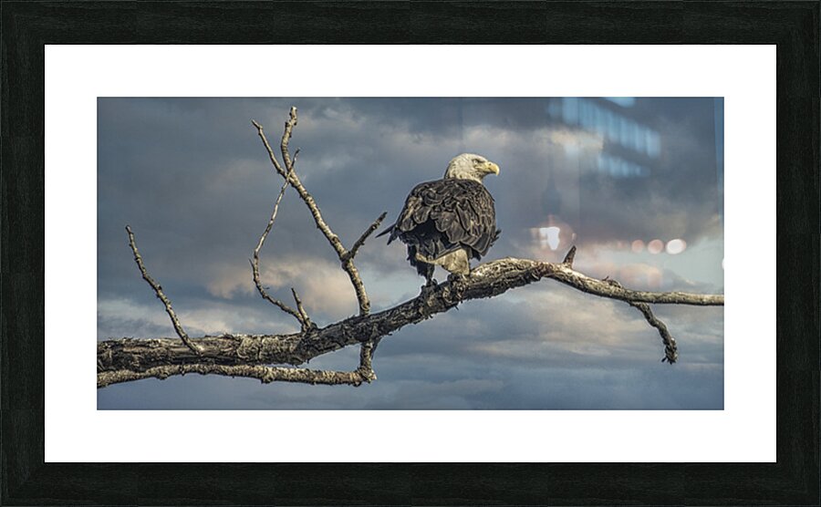 FS250709 BALD EAGLE Picture Frame print