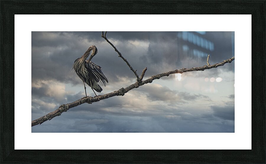 FS250730 HERON Picture Frame print