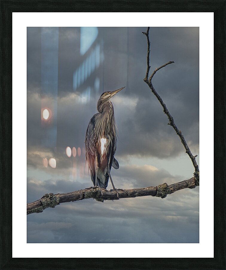 FS250730A HERON Picture Frame print