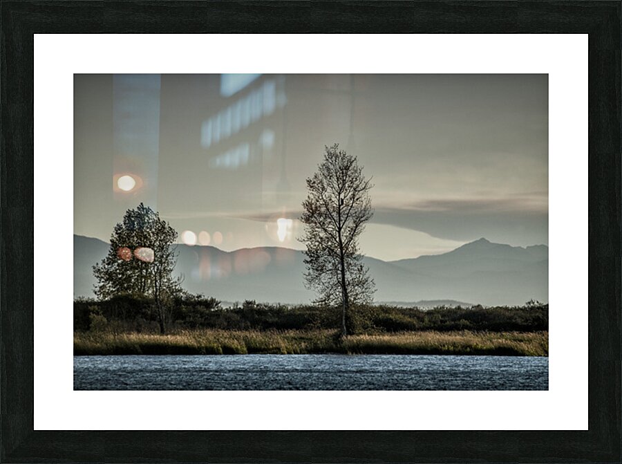 FS250811 EAGLE IN TREES Picture Frame print