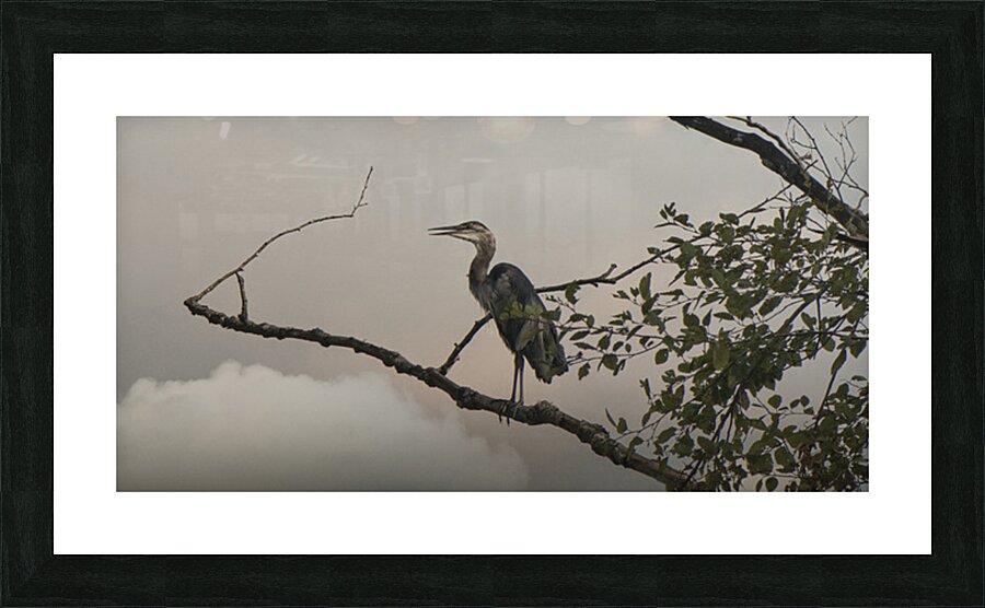 FS250730 HERON 2 Picture Frame print