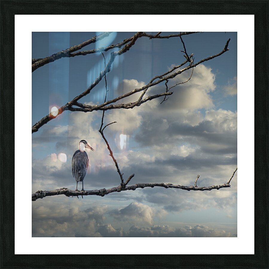 FS250730S HERON Picture Frame print