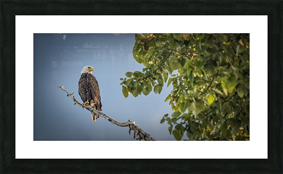 FS250707 EAGLE VL2 Picture Frame print