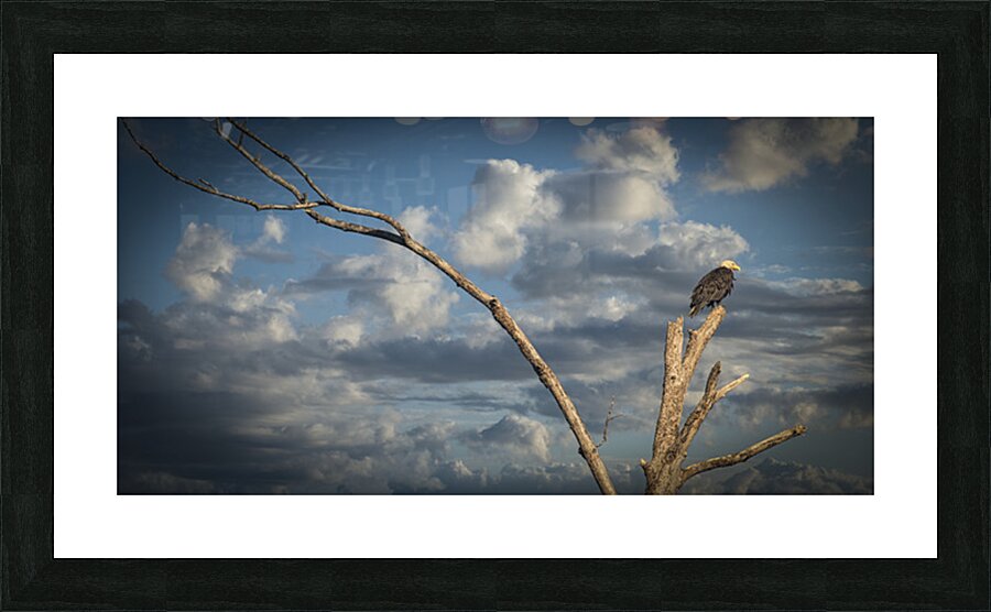 FS250807 BALD EAGLE Picture Frame print