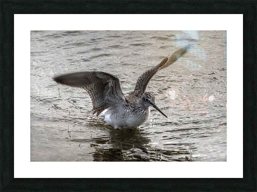 FS251012E SANDPIPER Picture Frame print