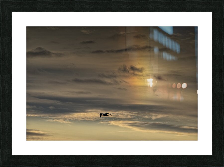 FS251016 SEAGULL Picture Frame print