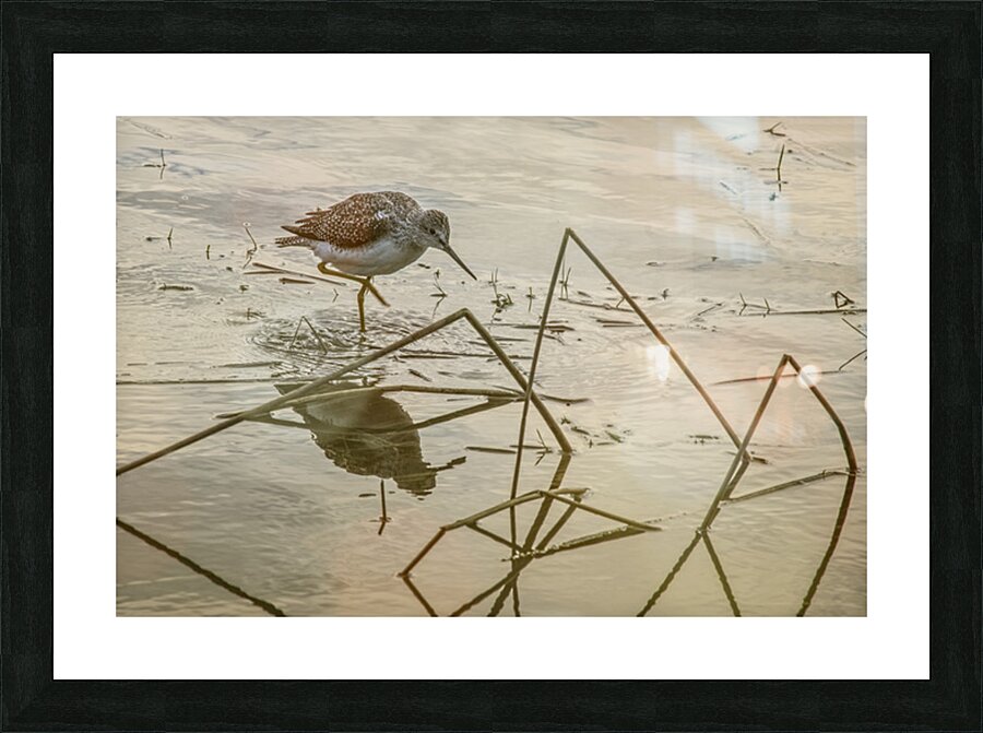 FS251012 SANDPIPER Picture Frame print