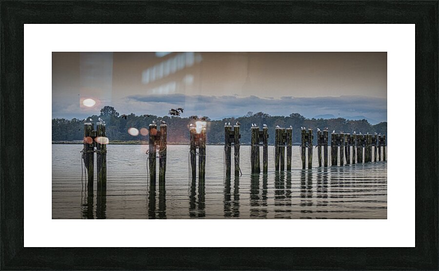FS250928 GEESE AND SEAGULLS Picture Frame print