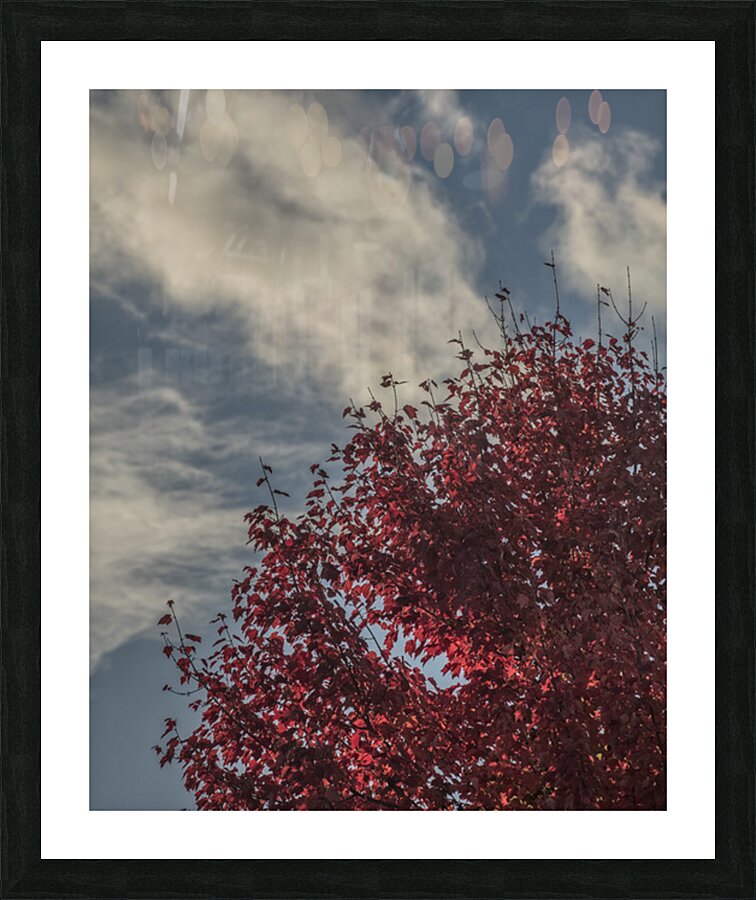 FS251027 LOOK UP Picture Frame print