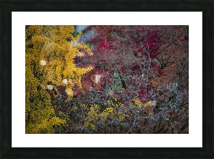 FS251104 TREES Picture Frame print