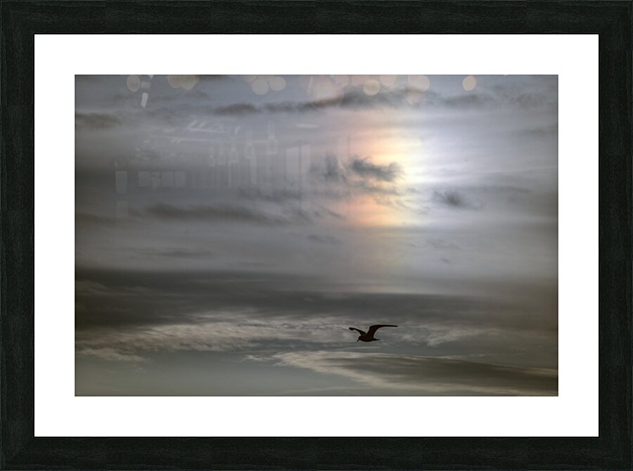 FS251016A SEAGULL Picture Frame print