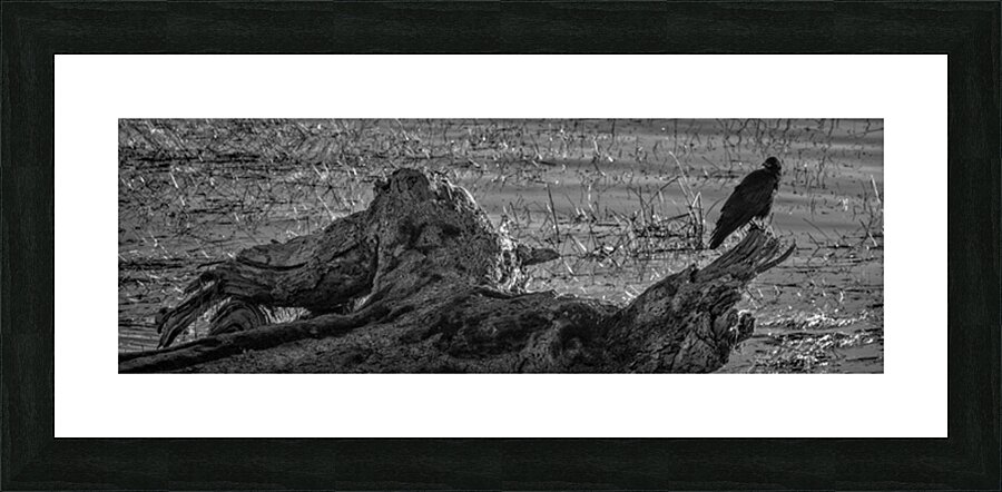 FS251015BW CROW Picture Frame print