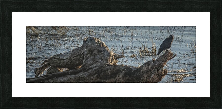 FS251015DW CROW Picture Frame print