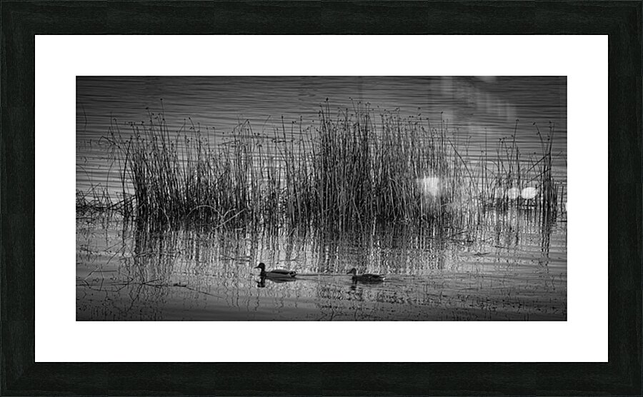 FS251015BW5 DUCKS Picture Frame print