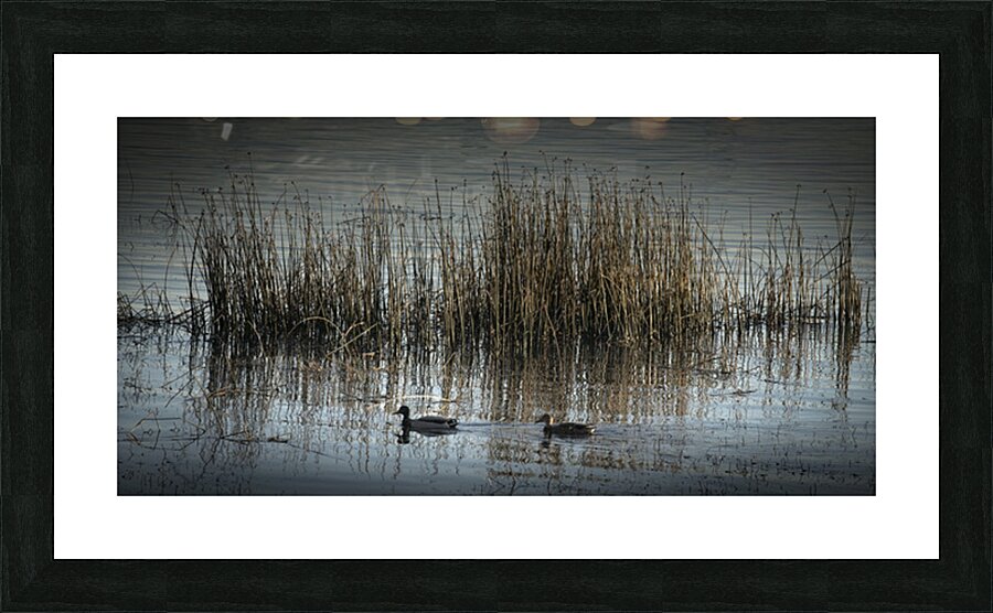 FS251015 DUCKS Picture Frame print