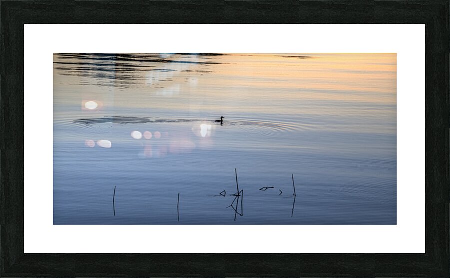 FS251015 DUCK Picture Frame print