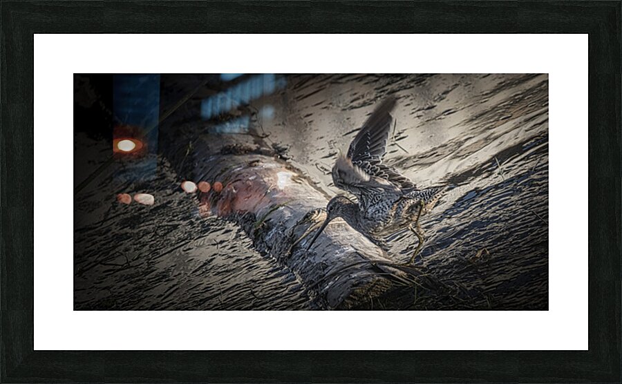 FS250925 SANDPIPER Picture Frame print