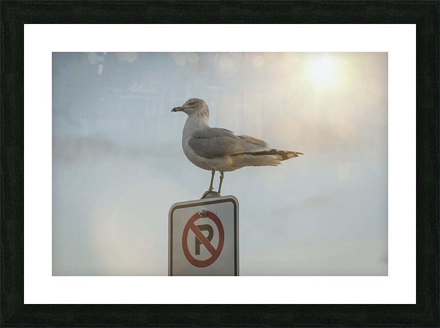 NO POOP Picture Frame print