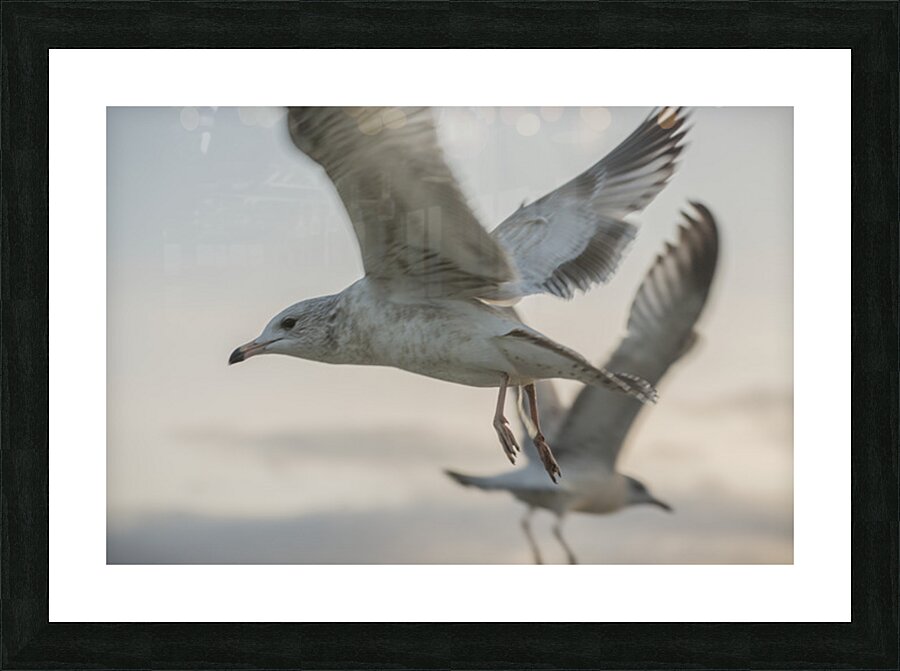 FS251107M Picture Frame print