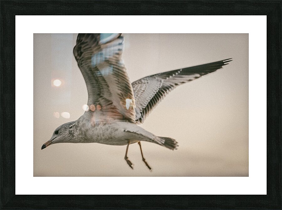 FS251107BW GULL Picture Frame print