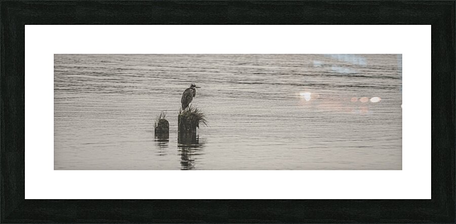 FS250928PAN HERON Picture Frame print