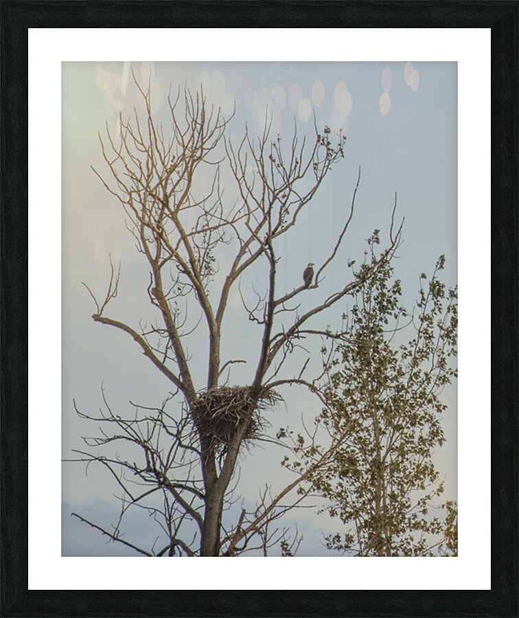 FS250709 BALD EAGLE Picture Frame print