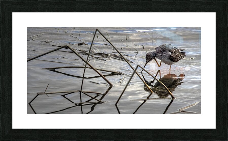 FS251012DW2 SANDPIPER Picture Frame print