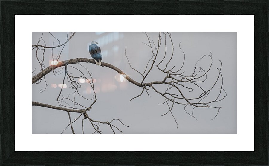 FS250209 07 Bald Eagle Picture Frame print