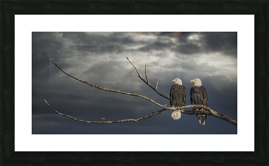 FS250211DW EAGLES TWOGETHER Picture Frame print