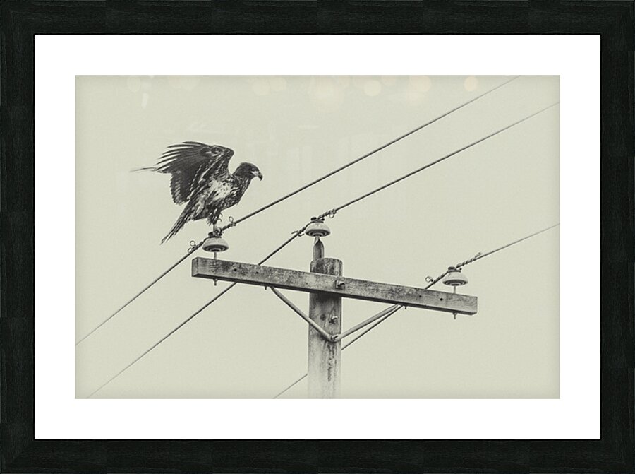 The eagle in town Picture Frame print