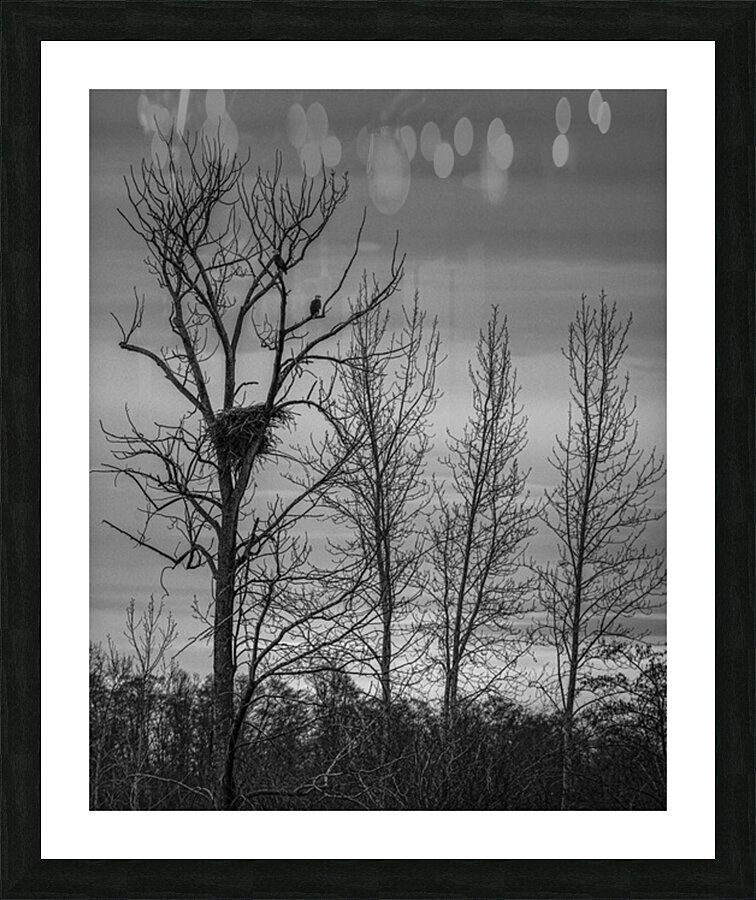 FS250307BW3 EAGLE NEST AT SUNSET Picture Frame print