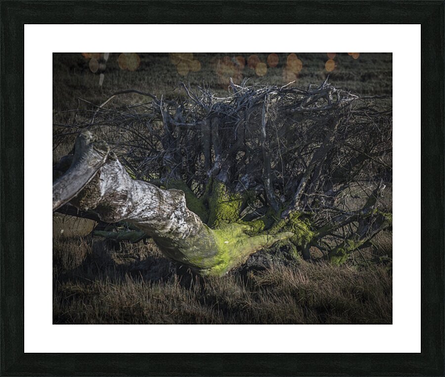 FS250316 ROOTS Picture Frame print
