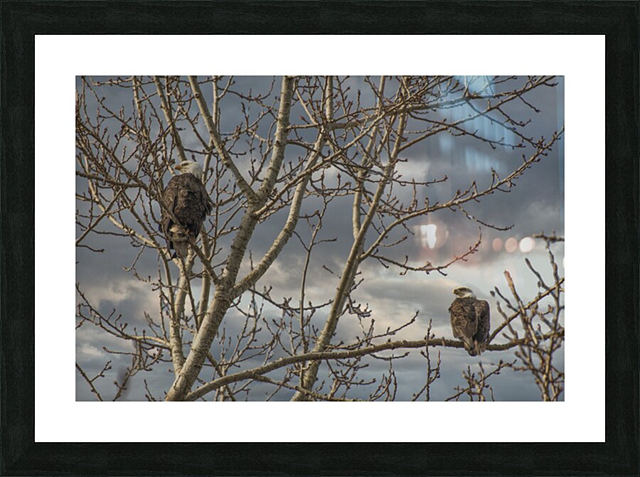 FS180306 EAGLES Picture Frame print
