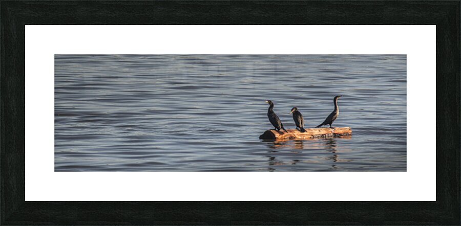 WARMTH IN THE SUN Picture Frame print