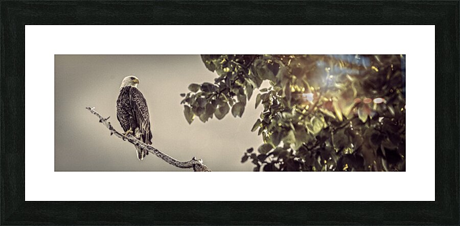 FS250707P EAGLE Picture Frame print