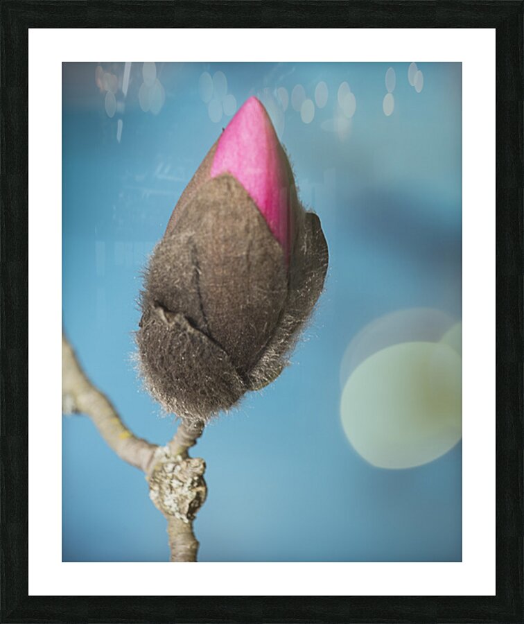 FS260314 BUD Picture Frame print