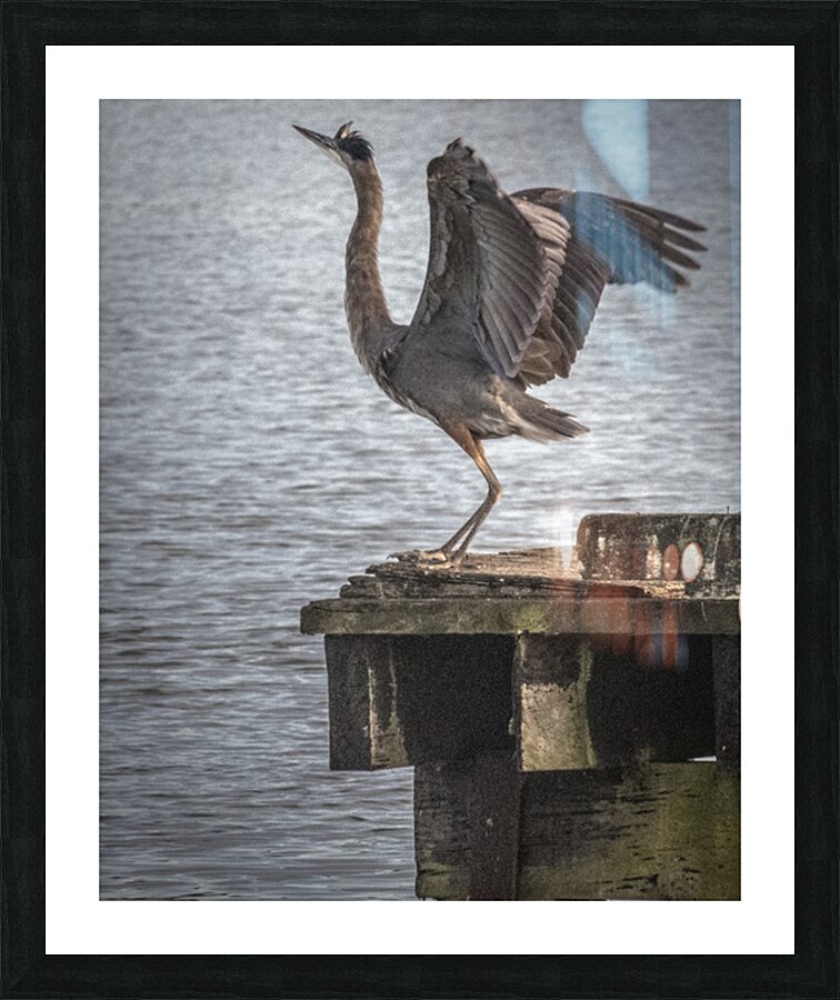 FS260810 HERON Picture Frame print